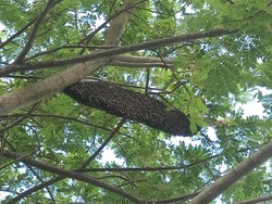 Satpol PP Selayar Evakuasi Sarang Tawon Resahkan Warga di TPI Bonehalang