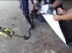 Ular King Kobra Masuk Dapur Rumah Warga di Palangkaraya, Damkar Evakuasi