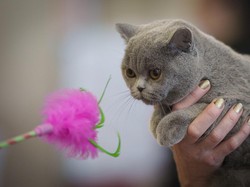 Macam-macam Bahasa Tubuh Kucing yang Harus Kalian Ketahui!