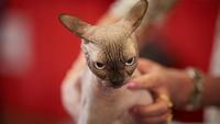 Ekspresi Menggemaskan Kucing di Kontes Kecantikan