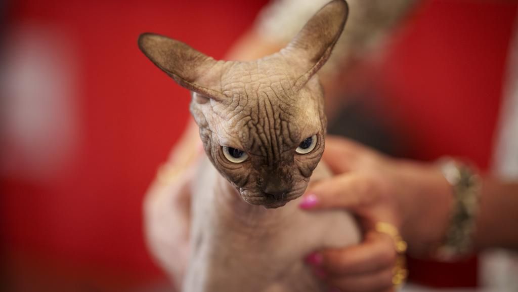 Ekspresi Menggemaskan Kucing di Kontes Kecantikan Ekspresi Menggemaskan Kucing di Kontes Kecantikan