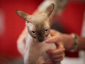 Ekspresi Menggemaskan Kucing di Kontes Kecantikan