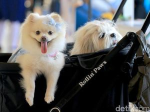 Italia Terapkan Pajak Turis untuk Anjing Peliharaan, Berlaku Mulai 2026