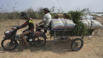 Kala Petani di Kamboja Kesusahan Cari Rumput Imbas Musim Kemarau