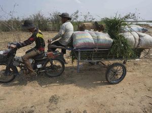 Kala Petani di Kamboja Kesusahan Cari Rumput Imbas Musim Kemarau