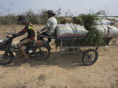 Kala Petani di Kamboja Kesusahan Cari Rumput Imbas Musim Kemarau