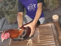 Terperosok Lubang Saat Kabur, Maling Ayam di Srandakan Diringkus Warga