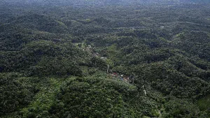 Menjaga Hutan dan Sumber Pangan ala Suku Dayak Pitap