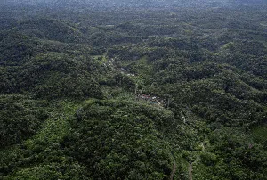 Menjaga Hutan dan Sumber Pangan ala Suku Dayak Pitap Menjaga Hutan dan Sumber Pangan ala Suku Dayak Pitap