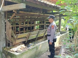 7 Kambing Kurban di Kokap Kulon Progo Raib Digondol Maling