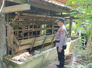 7 Kambing Kurban di Kokap Kulon Progo Raib Digondol Maling 7 Kambing Kurban di Kokap Kulon Progo Raib Digondol Maling