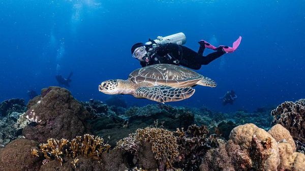 Foto: Adu Gaya Artis Indonesia Saat Diving, Mana Favoritmu?