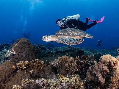 Foto: Adu Gaya Artis Indonesia Saat Diving, Mana Favoritmu?