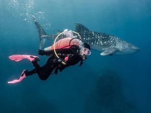 Epik Banget Foto Prilly Latuconsina Diving di Gorontalo