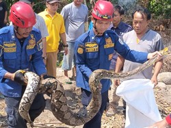 Byurr! Ular Piton 4 Meter di Klaten Kecemplung Sumur Usai Makan Kambing Muda