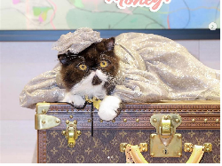 Viral Jadi Kontroversi, Ulang Tahun Kucing Sultan, Hadiahnya Louis Vuitton