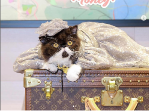 Viral Jadi Kontroversi, Ulang Tahun Kucing Sultan, Hadiahnya Louis Vuitton Viral Jadi Kontroversi, Ulang Tahun Kucing Sultan, Hadiahnya Louis Vuitton