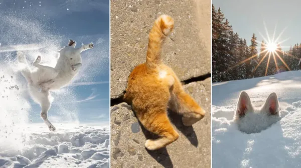 Finalis Comedy Pet Photo Bikin Gemes dan Ngakak