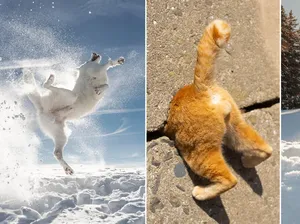 Finalis Comedy Pet Photo Bikin Gemes dan Ngakak