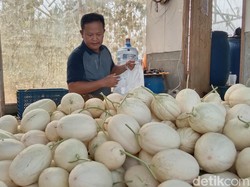 Jatuh Bangun Busro Budidaya Melon Sweet Net hingga Raup Cuan Istimewa