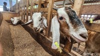 Makan Daging Kambing Seperti Ini yang Bisa Bikin Tekanan Darah 'Nanjak'