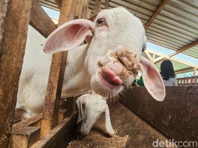 Melihat Wisata Edukasi Peternakan Kambing di Wonosobo Jawa Tengah
