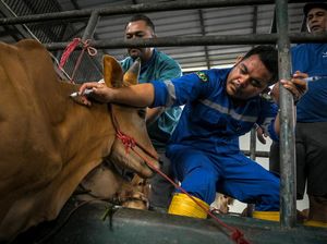 Potret Sapi Ternak Divaksinasi demi Cegah PMK