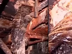 Potret Kaki Gajah yang Bisa Tewaskan Manusia Hitungan Menit