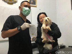 Senangnya Owner Anabul di Jakarta Bawa Anjing-Kucing Vaksin Rabies Gratis