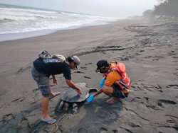 Penyu Lekang Ditemukan Mati di Pantai Indokor Bantul, Diduga Makan Plastik