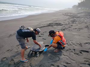 Penyu Lekang Ditemukan Mati di Pantai Indokor Bantul, Diduga Makan Plastik Penyu Lekang Ditemukan Mati di Pantai Indokor Bantul, Diduga Makan Plastik
