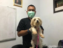Cerita Unik Petugas Vaksin Rabies Gratis: Pernah Ada yang Bawa Kambing