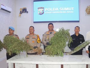 Polisi Temukan 1,5 Ha Ladang Ganja Seberat 650 Kg di Madina, Pemilik Diburu