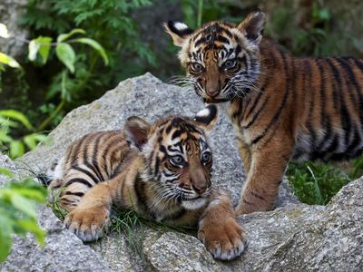Potret 2 Anak Harimau Sumatera yang Lahir di Kebun Binatang Berlin