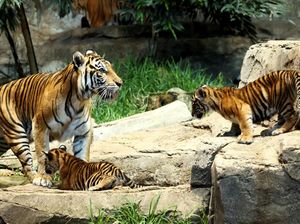 5 Fakta Kelahiran Anak Harimau Legendaris Bujang Mandeh 5 Fakta Kelahiran Anak Harimau Legendaris Bujang Mandeh