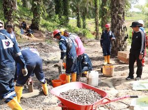 382 Sumur Minyak Ilegal di Batanghari Ditutup Permanen 382 Sumur Minyak Ilegal di Batanghari Ditutup Permanen