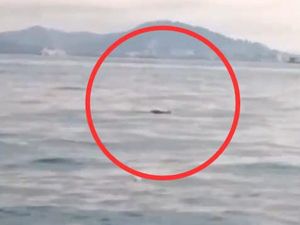 Buaya Besar Terlihat di Perairan Belakang Padang Batam, Ini Kata BKSDA