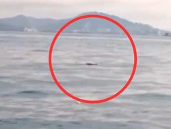 Buaya Besar Terlihat di Perairan Belakang Padang Batam, Ini Kata BKSDA