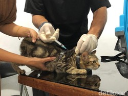 Menengok Vaksinasi Rabies Anabul di Tebet, 52 Hewan Dapat Vaksin Gratis