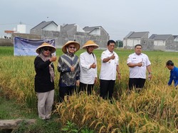 Panen di Jomboran, Wabup Klaten Dukung Produksi Beras Rendah Karbon