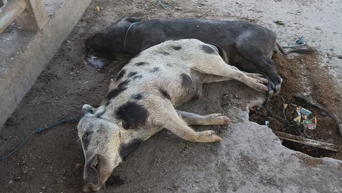 Babi mati sebab terjangkit ASF di Sikka, NTT. Babi mati sebab terjangkit ASF di Sikka, NTT.
