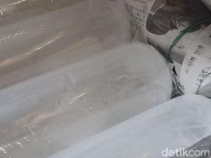 Polda Babel Tetapkan 10 Tersangka dalam Kasus Penyelundupan Benih Lobster Polda Babel Tetapkan 10 Tersangka dalam Kasus Penyelundupan Benih Lobster