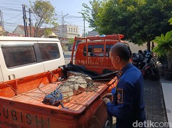 Hiii... Buaya 2,5 Meter Tertangkap Jaring Nelayan di Bangkalan