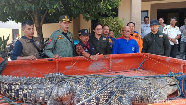 Evakuasi Buaya 2,5 Meter di Bangkalan