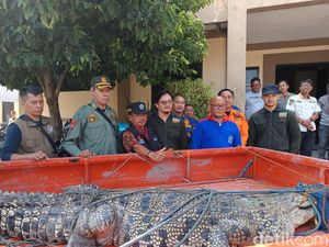 Evakuasi Buaya 2,5 Meter di Bangkalan Evakuasi Buaya 2,5 Meter di Bangkalan