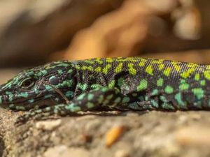 Ilmuwan Meneliti Kadal Hulk dari Wilayah Ini, Evolusinya Dipengaruhi Iklim?