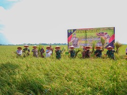 Bupati Karawang Dampingi Pangdam III/Siliwangi Panen Raya Lahan Masyarakat