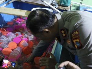 Polisi Gagalkan Penyelundupan 177 Ribu Benih Lobster ke Singapura