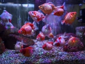 Melihat Cantiknya Ikan Hias yang Bisa Diekspor ke Luar Negeri