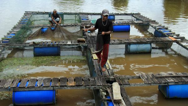 Potret Budi Daya Ikan di Tepian Sungai, Auto Cuan!